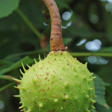 Paprastasis kaštonas - Aesculus hippocastanum | Fotografas Gintautas Steiblys