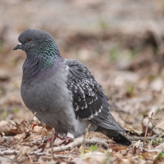 Naminis karvelis - Columba livia var. domestica | Fotografas Gintautas Steiblys