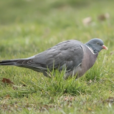 Paprastasis keršulis - Columba palumbus | Fotografas Gintautas Steiblys