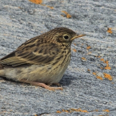 Pievinis kalviukas - Anthus pratensis, juv. | Fotografas Gintautas Steiblys