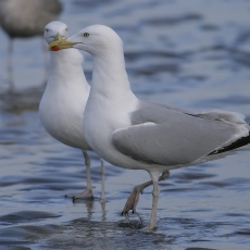 Sidabrinis kiras - Larus argentatus | Fotografas Gintautas Steiblys