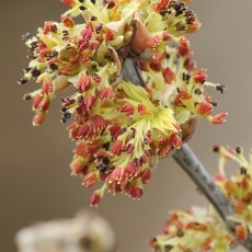 Uosialapis klevas - Acer negundo | Fotografas Gintautas Steiblys