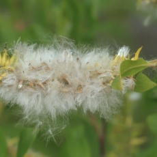 Paprastoji blindė - Salix caprea | Fotografas Gintautas Steiblys
