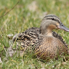 Didžioji antis - Anas platyrhynchos ♀ | Fotografas Gintautas Steiblys