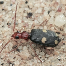 Bombožygis - Brachinus tetragrammus | Fotografas Gintautas Steiblys