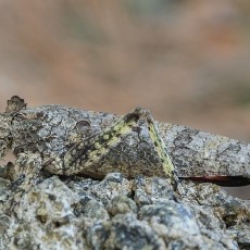 Žiogas - Sathrophyllia rugosa | Fotografas Gintautas Steiblys
