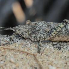 Žiogas - Sathrophyllia rugosa | Fotografas Gintautas Steiblys