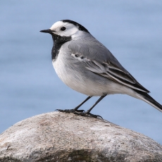 Baltoji kielė - Motacilla alba | Fotografas Gintautas Steiblys