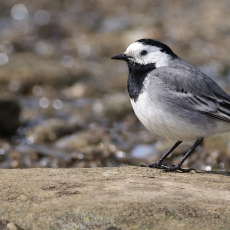 Baltoji kielė - Motacilla alba | Fotografas Gintautas Steiblys