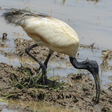 Azijinis ibis - Threskiornis melanocephalus | Fotografas Gintautas Steiblys
