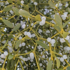 Paprastasis amalas - Viscum album | Fotografas Gintautas Steiblys
