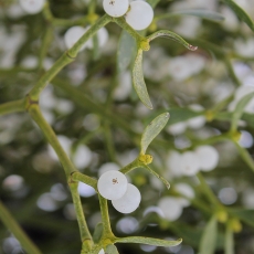 Paprastasis amalas - Viscum album | Fotografas Gintautas Steiblys
