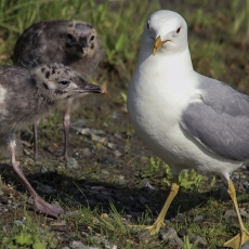 Paprastasis kiras - Larus canus | Fotografas Gintautas Steiblys