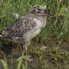 Paprastasis kiras - Larus canus, juv. | Fotografas Gintautas Steiblys