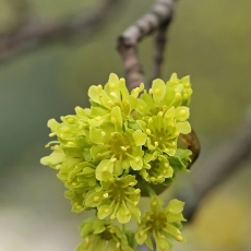 Paprastasis klevas - Acer platanoides | Fotografas Gintautas Steiblys