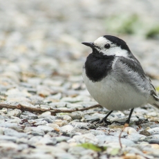 Baltoji kielė - Motacilla alba | Fotografas Gintautas Steiblys