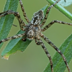 Kamieninis vikrūnas - Philodromus margaritatus ♂ | Fotografas Gintautas Steiblys