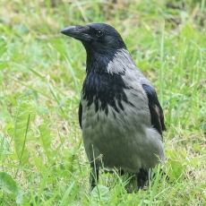 Pilkoji varna - Corvus cornix | Fotografas Gintautas Steiblys