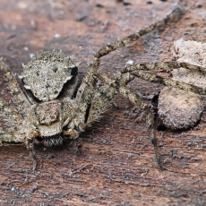 Kamieninis vikrūnas - Philodromus margaritatus | Fotografas Gintautas Steiblys