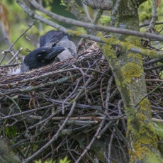 Pilkoji varna - Corvus cornix | Fotografas Gintautas Steiblys