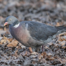 Paprastasis keršulis - Columba palumbus | Fotografas Gintautas Steiblys