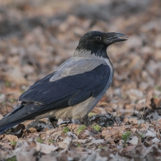 Pilkoji varna - Corvus cornix | Fotografas Gintautas Steiblys