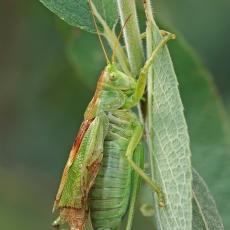 Žiogas giesmininkas - Tettigonia cantans ♂ | Fotografas Gintautas Steiblys