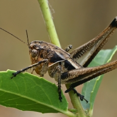 Žiogas - Bucephaloptera convergens ♂ | Fotografas Gintautas Steiblys