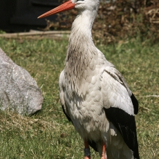Baltasis gandras - Ciconia ciconia | Fotografas Gintautas Steiblys