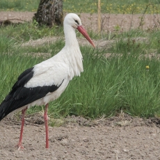 Baltasis gandras - Ciconia ciconia | Fotografas Gintautas Steiblys
