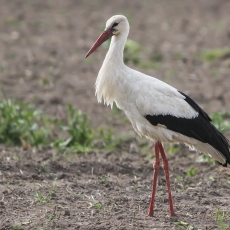 Baltasis gandras - Ciconia ciconia | Fotografas Gintautas Steiblys