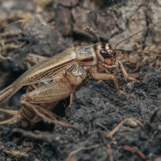 Naminis svirplys - Acheta domesticus ♂ | Fotografas Gintautas Steiblys