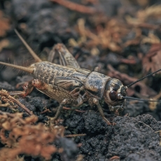 Naminis svirplys - Acheta domesticus, nimfa ♂ | Fotografas Gintautas Steiblys