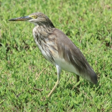 Mangrovinis kūdrinis garnys - Ardeola grayii | Fotografas Gintautas Steiblys