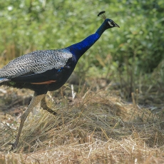 Paprastasis povas - Pavo cristatus | Fotografas Gintautas Steiblys