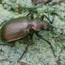Žiaurusis puikiažygis - Calosoma inquisitor | Fotografas Gintautas Steiblys