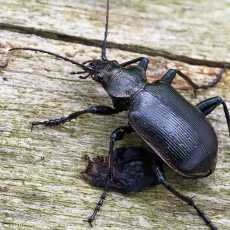 Žiaurusis puikiažygis - Calosoma inquisitor | Fotografas Gintautas Steiblys