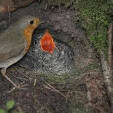 Paprastoji gegutė - Cuculus canorus, juv. | Fotografas Gintautas Steiblys
