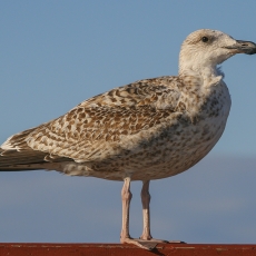 Balnuotasis kiras - Larus marinus, juv. | Fotografas Gintautas Steiblys