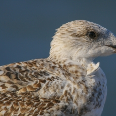Balnuotasis kiras - Larus marinus, juv. | Fotografas Gintautas Steiblys