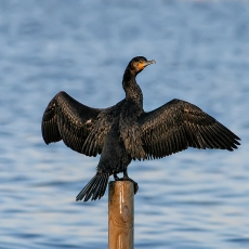 Didysis kormoranas - Phalacrocorax carbo | Fotografas Gintautas Steiblys