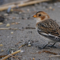 Paprastoji sniegstartė - Plectrophenax nivalis | Fotografas Gintautas Steiblys