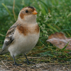 Paprastoji sniegstartė - Plectrophenax nivalis | Fotografas Gintautas Steiblys