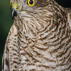 Paprastasis paukštvanagis - Accipiter nisus | Fotografas Gintautas Steiblys