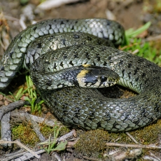 Geltonskruostis žaltys - Natrix natrix | Fotografas Gintautas Steiblys