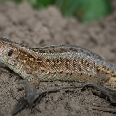 Vikrusis driežas - Lacerta agilis  | Fotografas Gintautas Steiblys