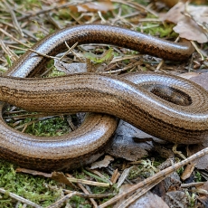 Trapusis gluodenas - Anguis fragilis | Fotografas Gintautas Steiblys