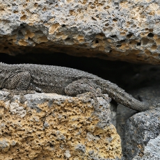 Tenerifinis sieninis gekonas -  Tarentola delalandii | Fotografas Gintautas Steiblys