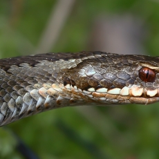 Paprastoji angis - Vipera berus | Fotografas Gintautas Steiblys