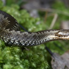 Paprastoji angis - Vipera berus | Fotografas Gintautas Steiblys